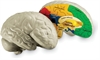 Modell av hjärnan